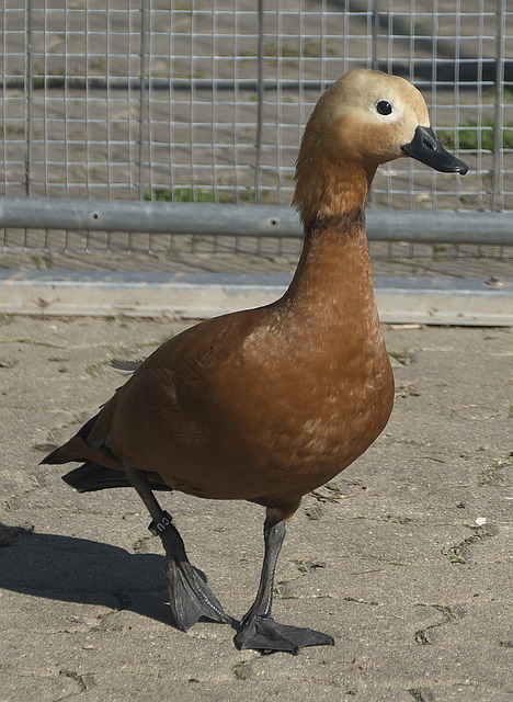 维尼修斯在